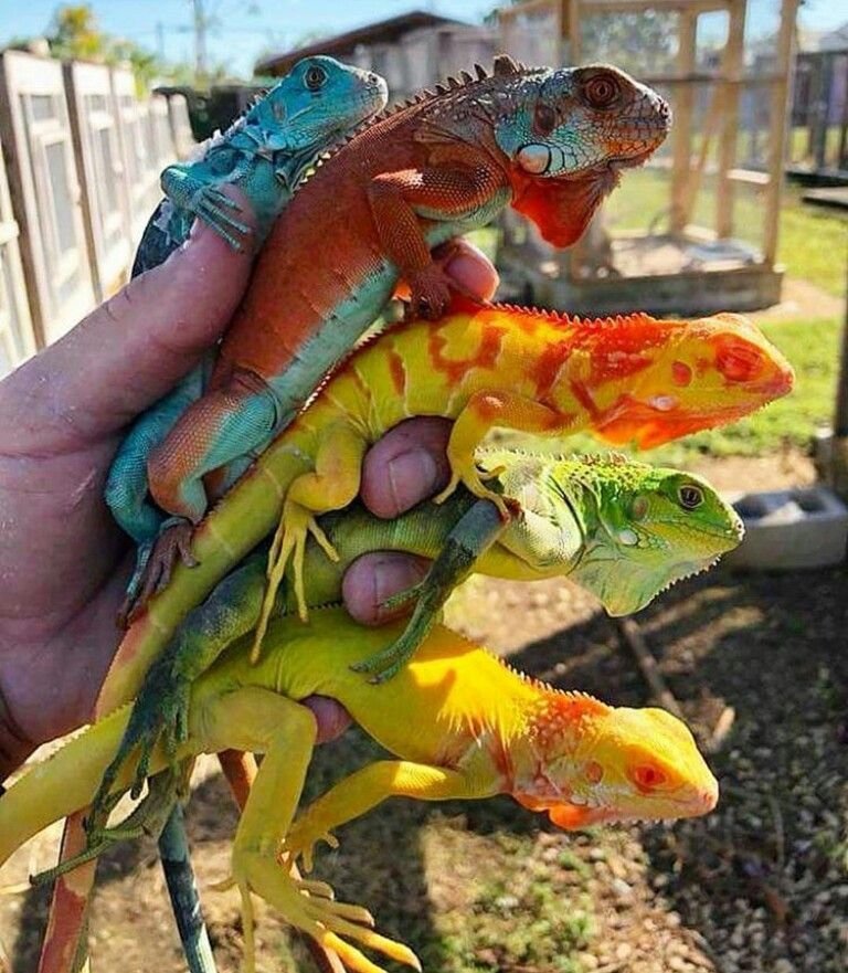 Yeşil iguana bakımı - Animal Park Bursa