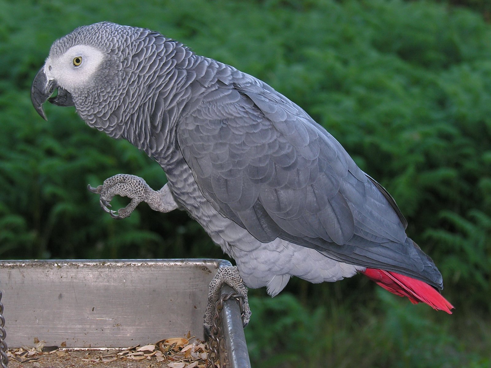 Jako papağan konuşma eğitimi - Animal Park Bursa