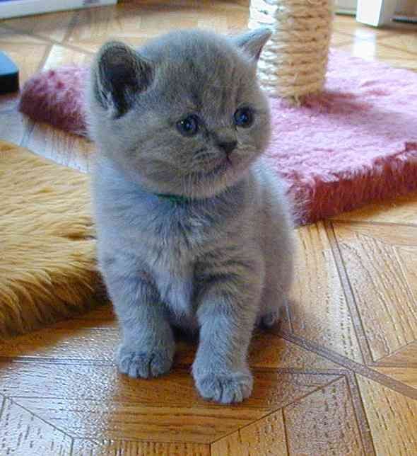 British Shorthair kedi türü - Animal Park Bursa