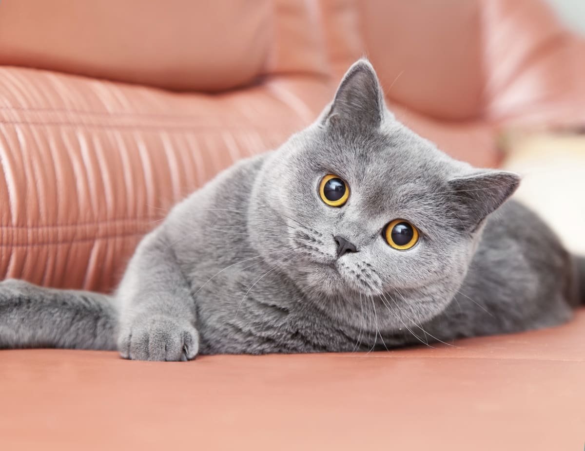 Scottish Fold kedi bakımı - Animal Park Bursa