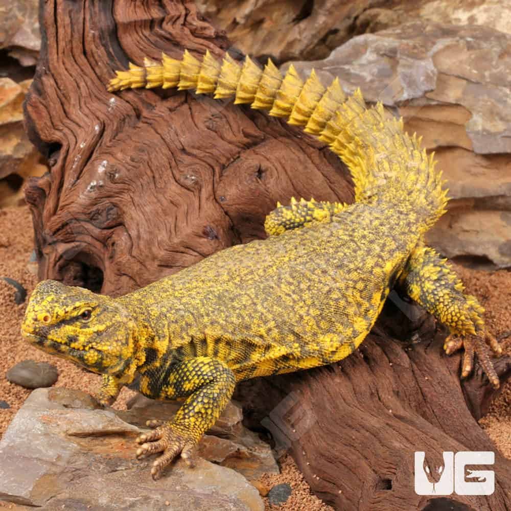Uromastyx sürüngen türü - Animal Park Bursa