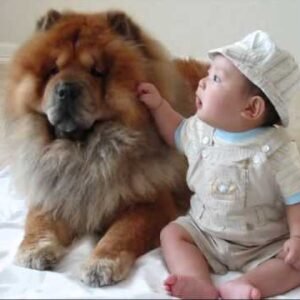Chow Chow Kahverengi