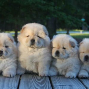 Chow Chow
