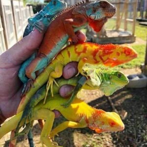 İguana