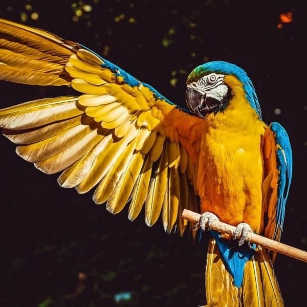 Ara Macaw Papağanları - Görsel 2