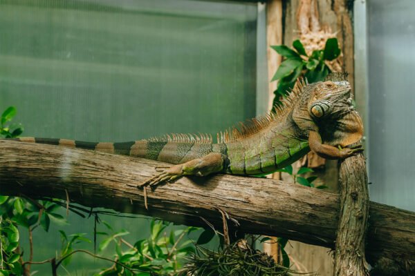 İguana - Görsel 2