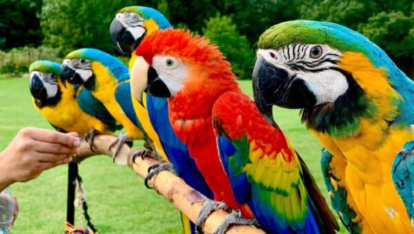 Ara Macaw Papağanları