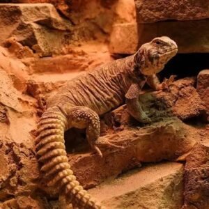 Uromastyx
